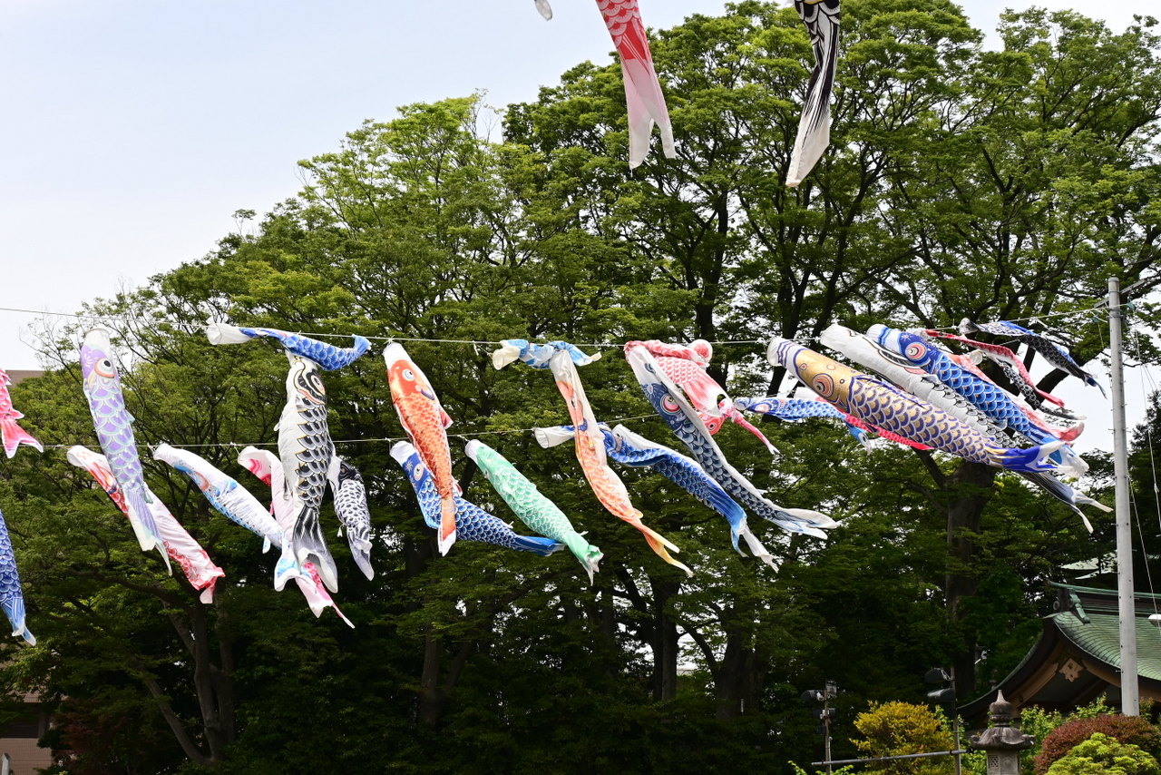 白旗神社：鯉のぼり