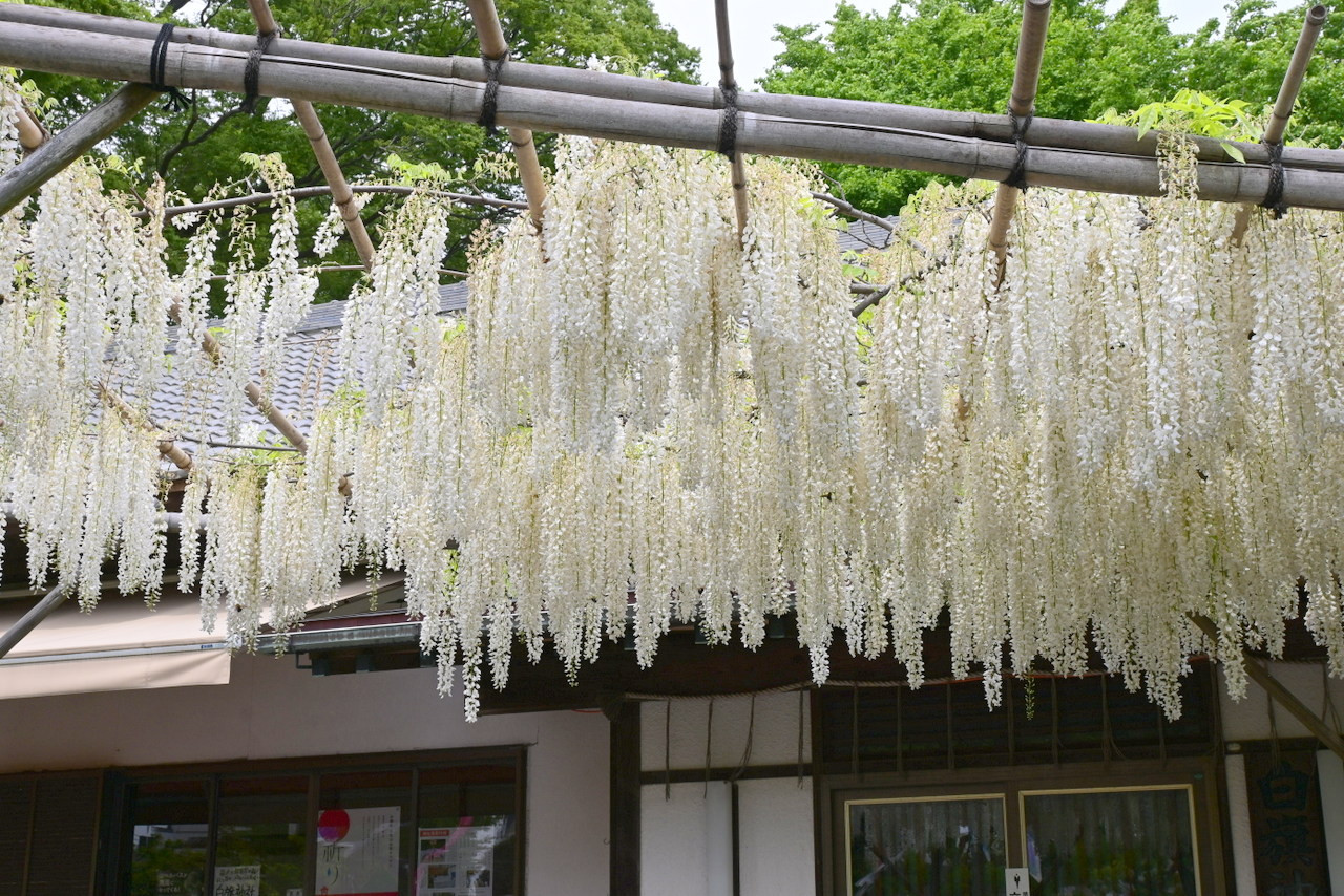 白旗神社：義経藤