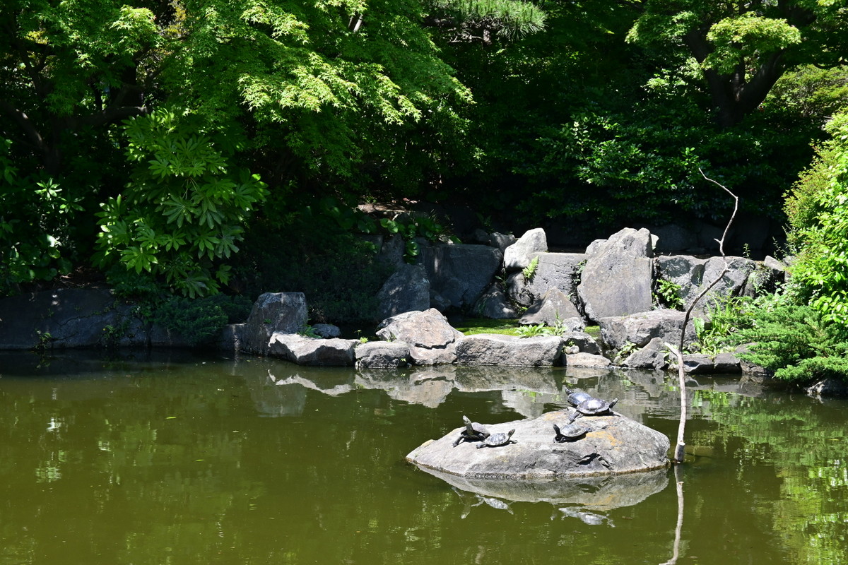 長久保公園：スイレンの池