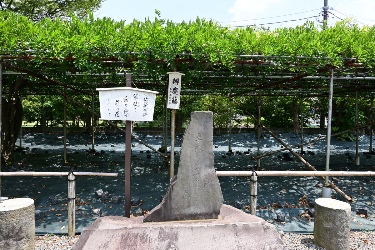白旗神社：弁慶藤と松尾芭蕉の碑