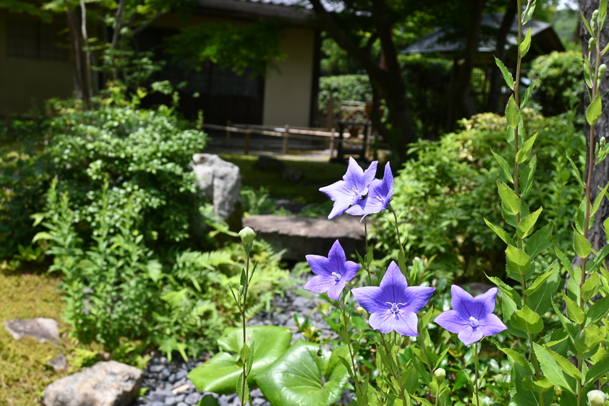 一条恵観山荘：キキョウ