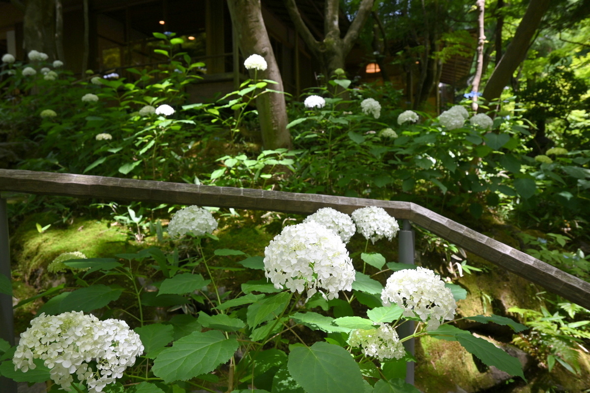 一条恵観山荘：カフェ近くの白いアジサイ