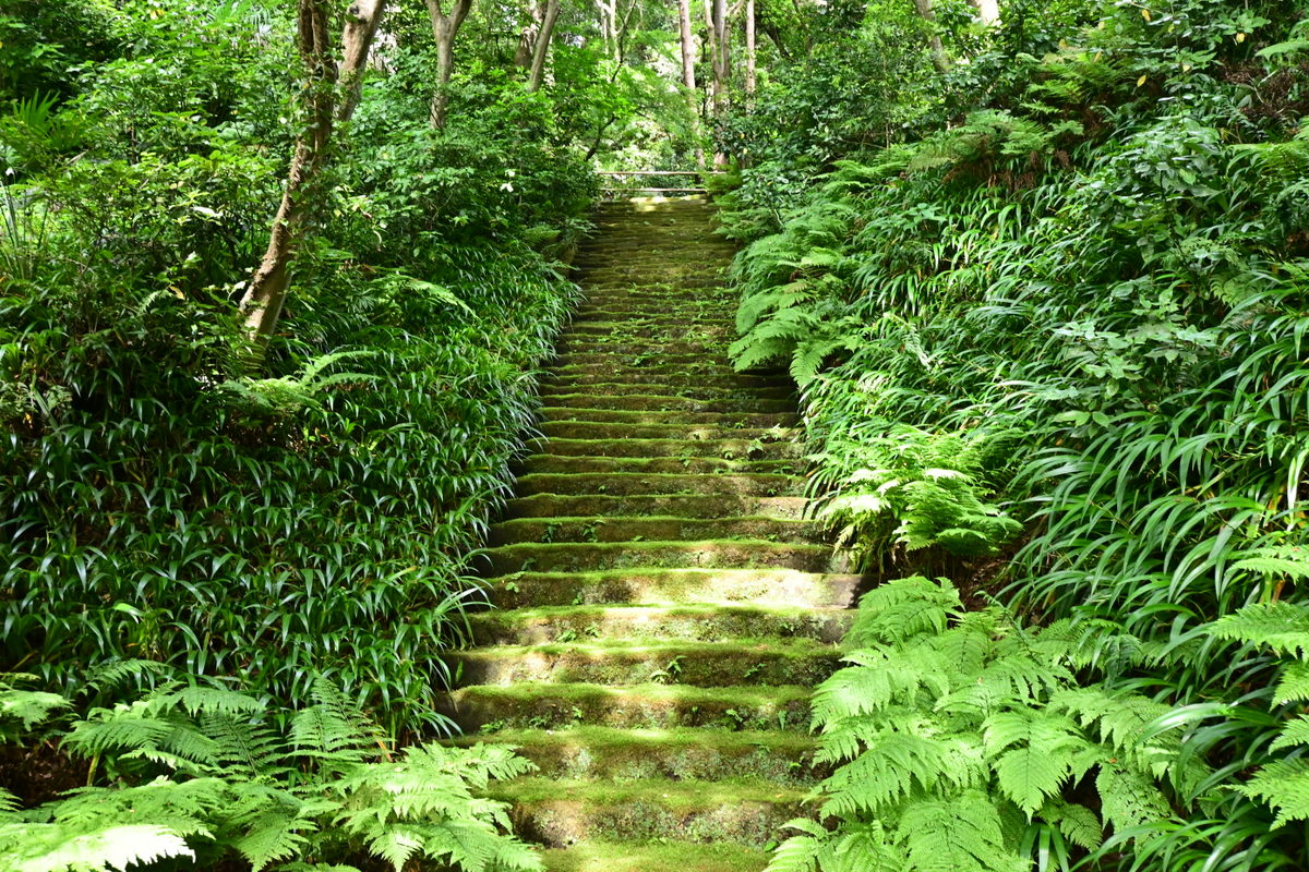 妙法寺：コケの石段（正面）