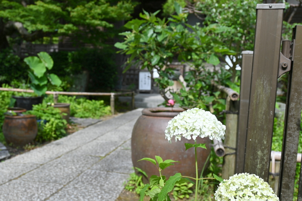 妙法寺：鉢植えのアジサイ