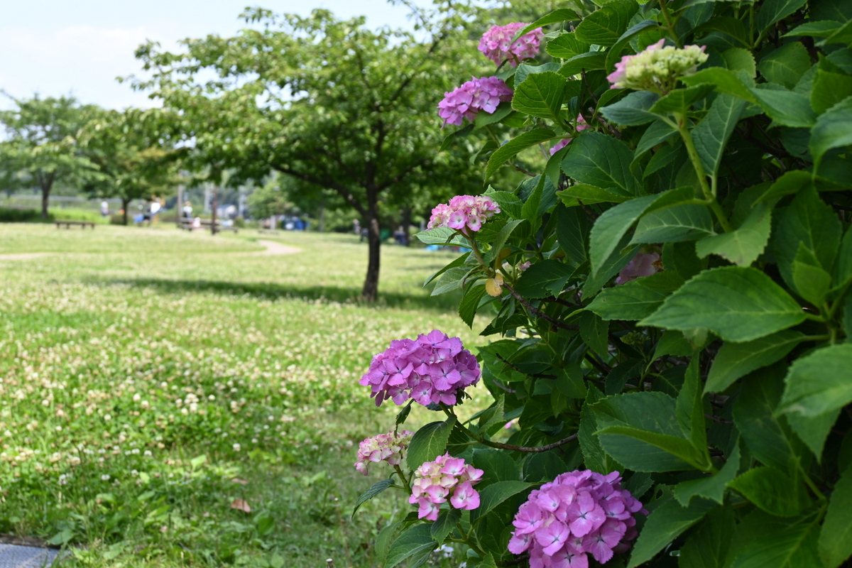 引地川親水公園：広場とアジサイ