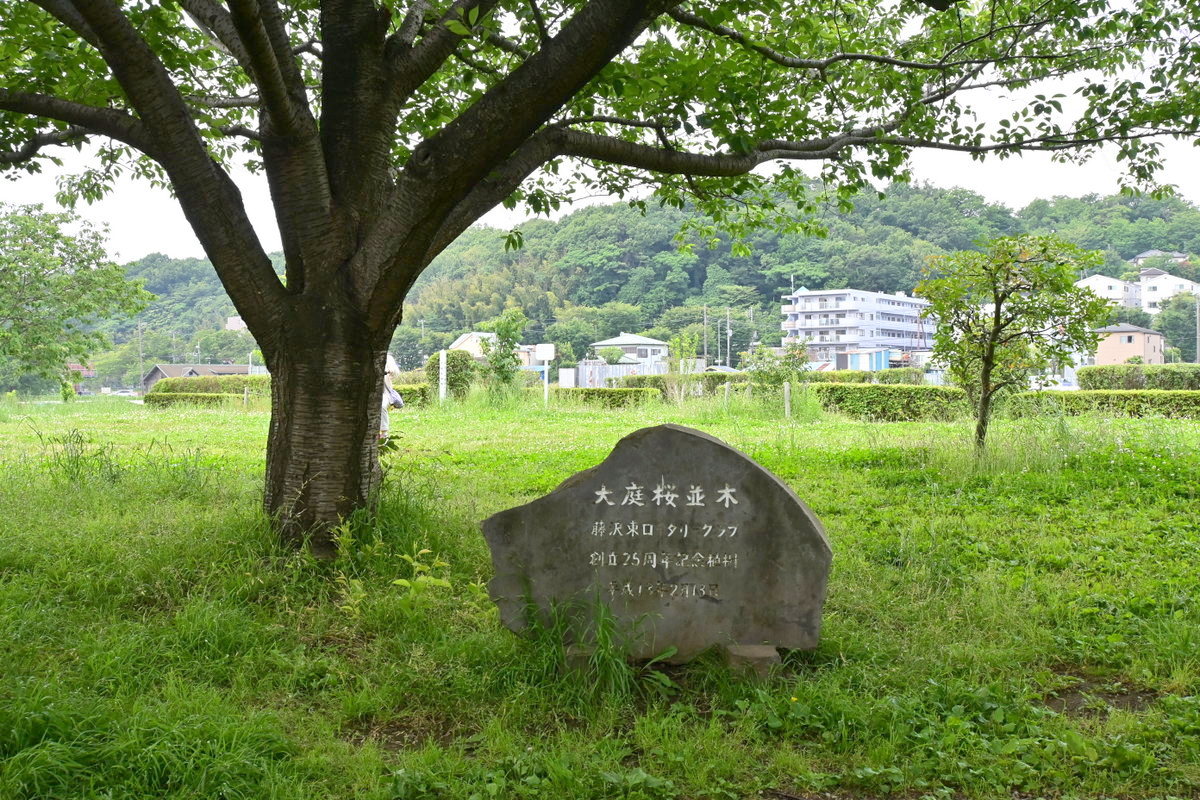 引地川親水公園：「大庭桜並木」の記念碑