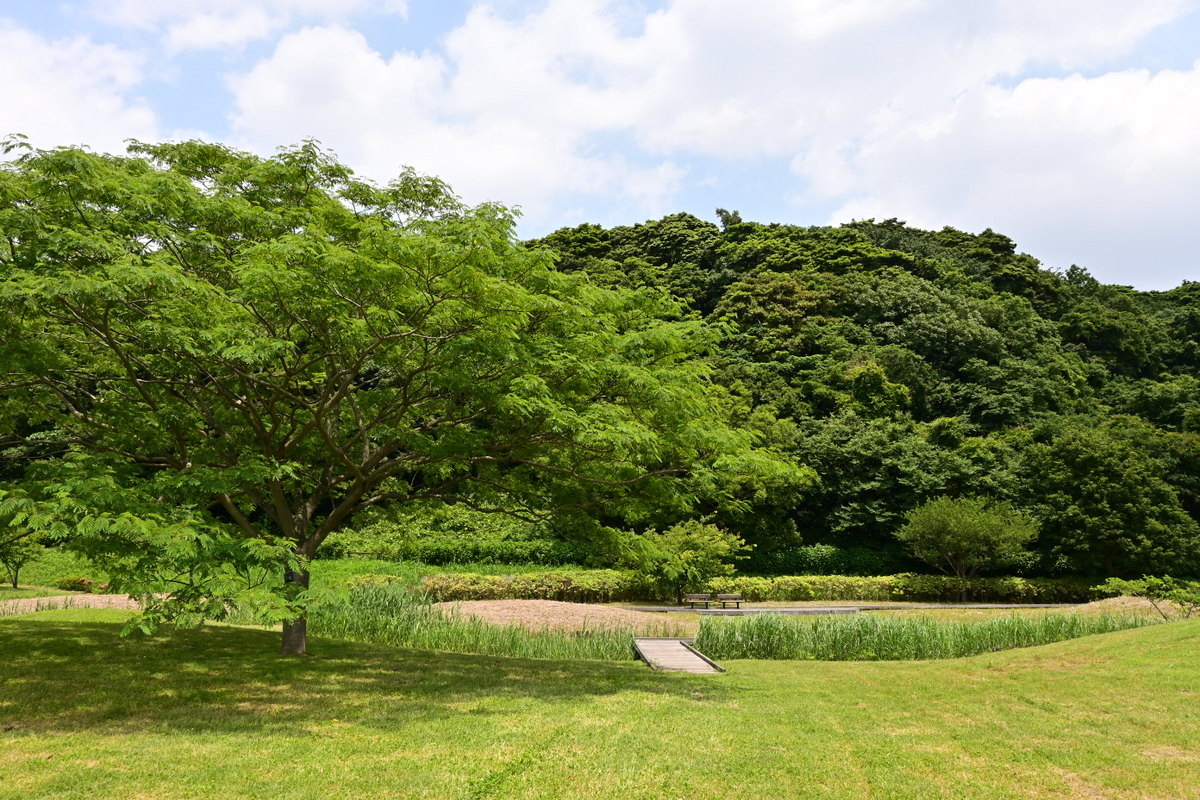 引地川親水公園：青空と緑