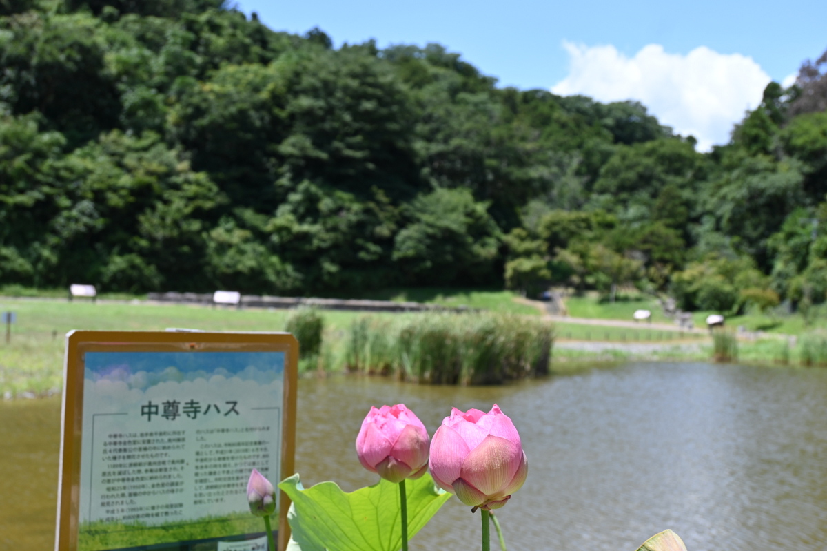 永福寺跡：中尊寺ハス