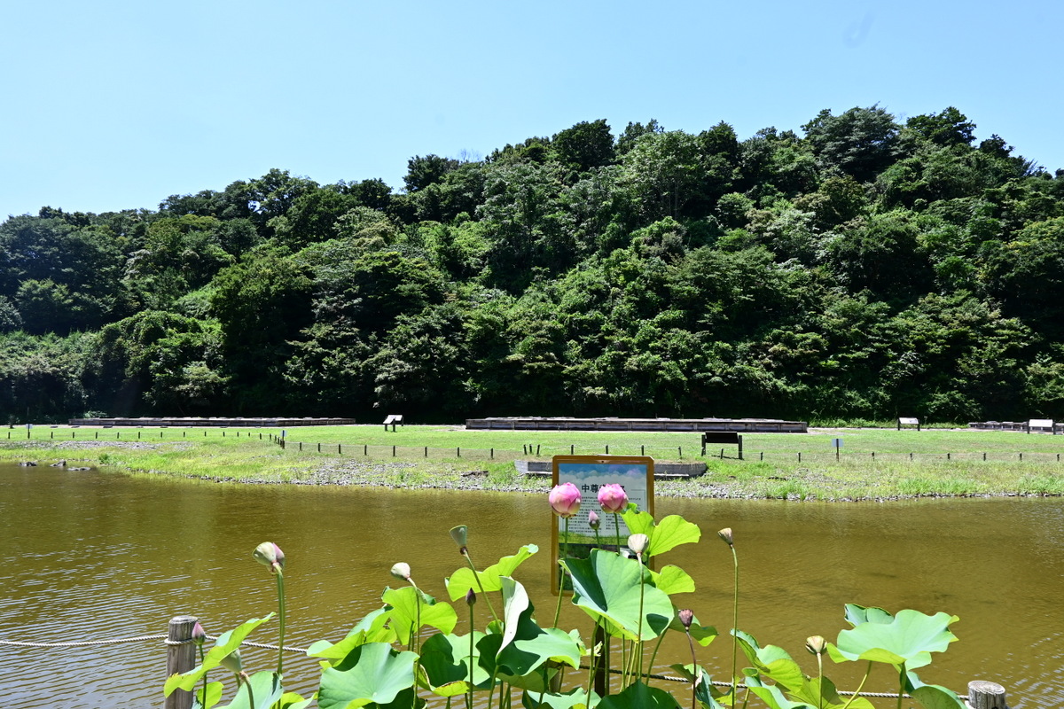 永福寺跡：中尊寺ハス