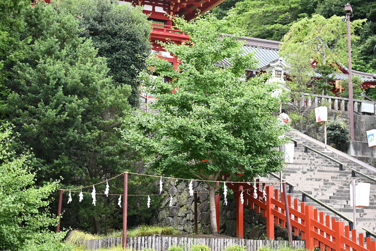 倒伏した大銀杏の若木（2021年8月現在）