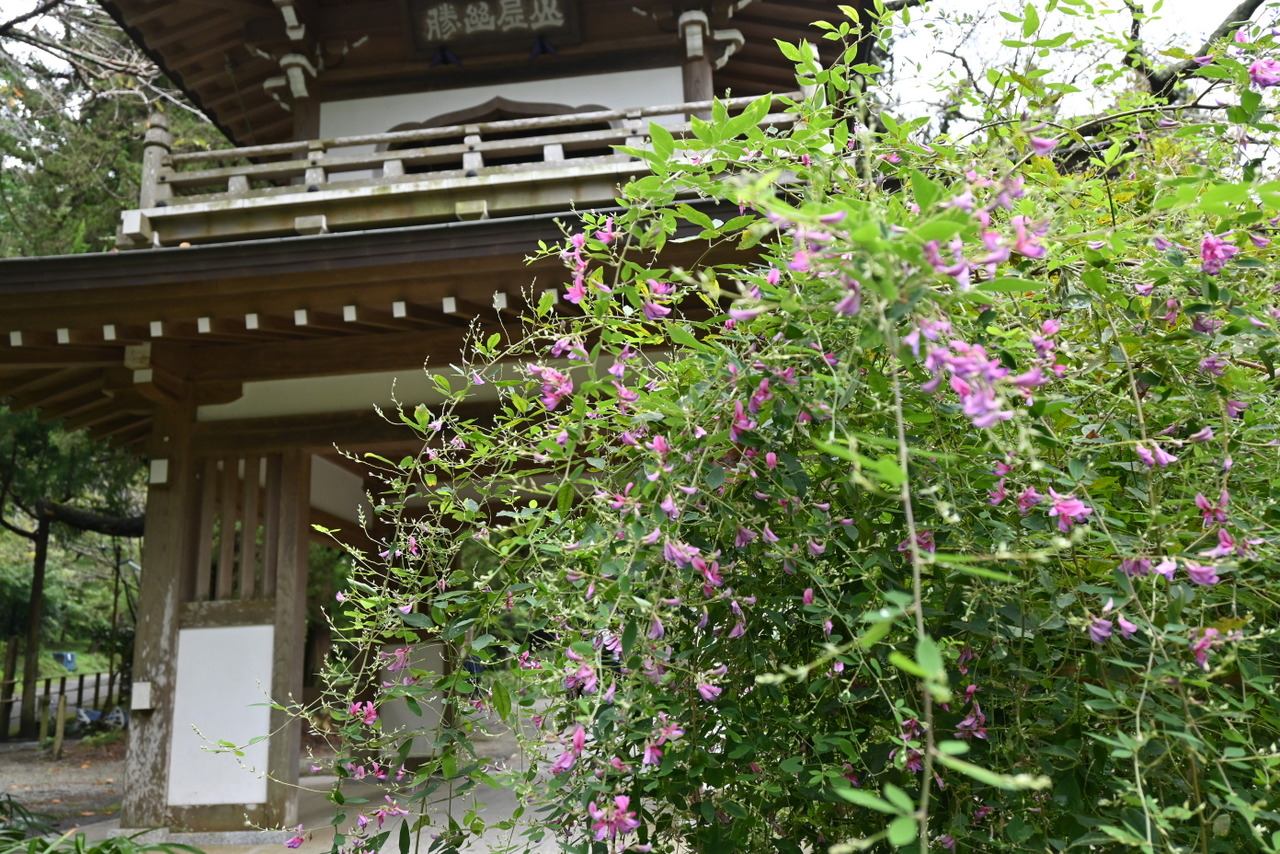 浄智寺：鐘楼門とハギの花