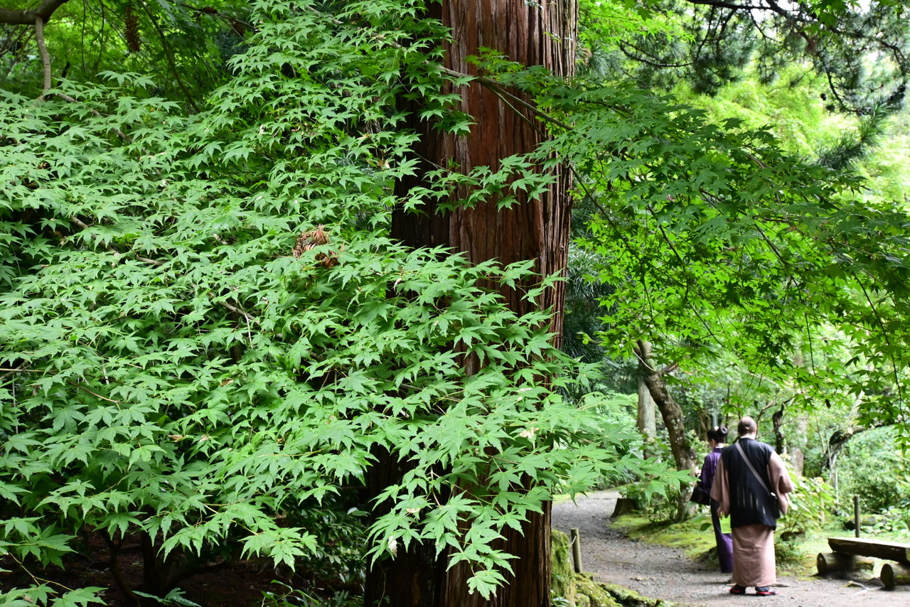 浄智寺：青モミジ（2020年9月）