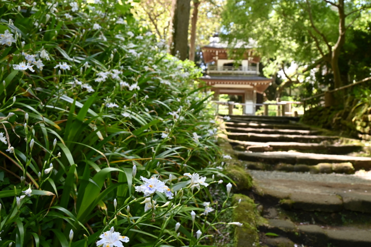 浄智寺：シャガの花咲く石段