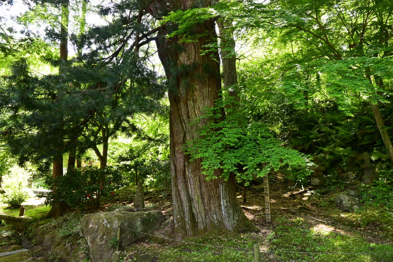 浄智寺：コウヤマキ