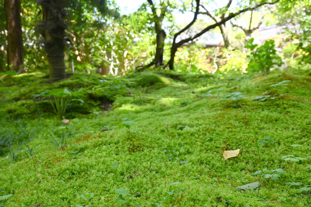 浄智寺：苔庭（2021年4月）