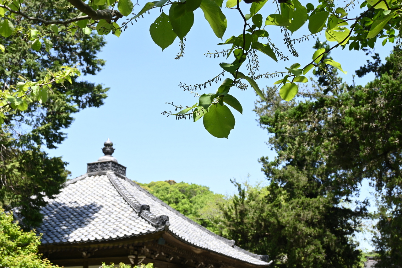 浄智寺：ハクウンボク