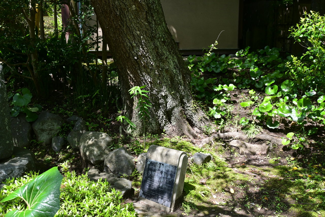 浄智寺：タチヒガンの根元にあるかながわの名木百選の碑