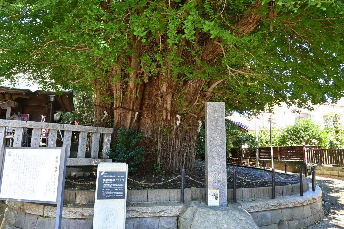 鶴嶺八幡宮：大イチョウ