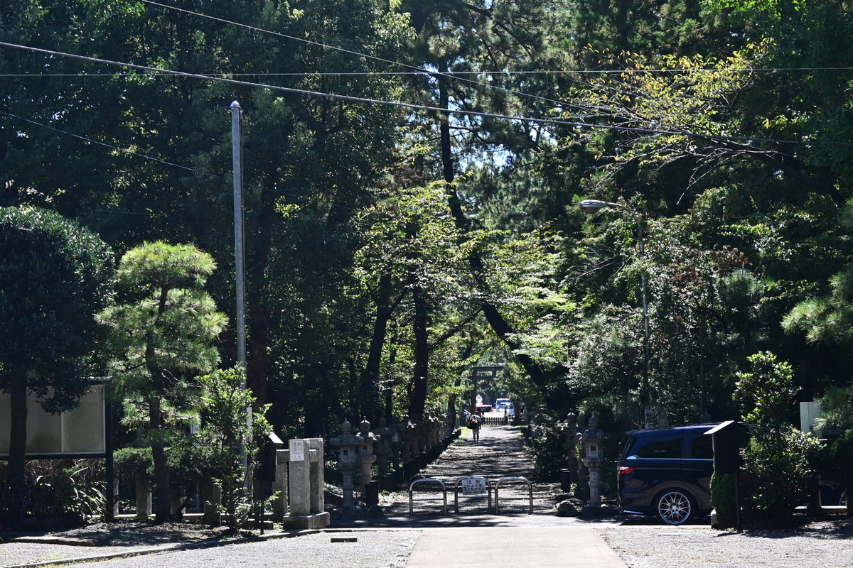 松並木の参道（神社側から）