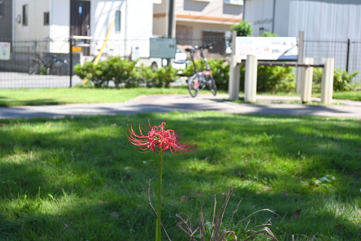 鶴嶺参道歴史ひろばのヒガンバナ