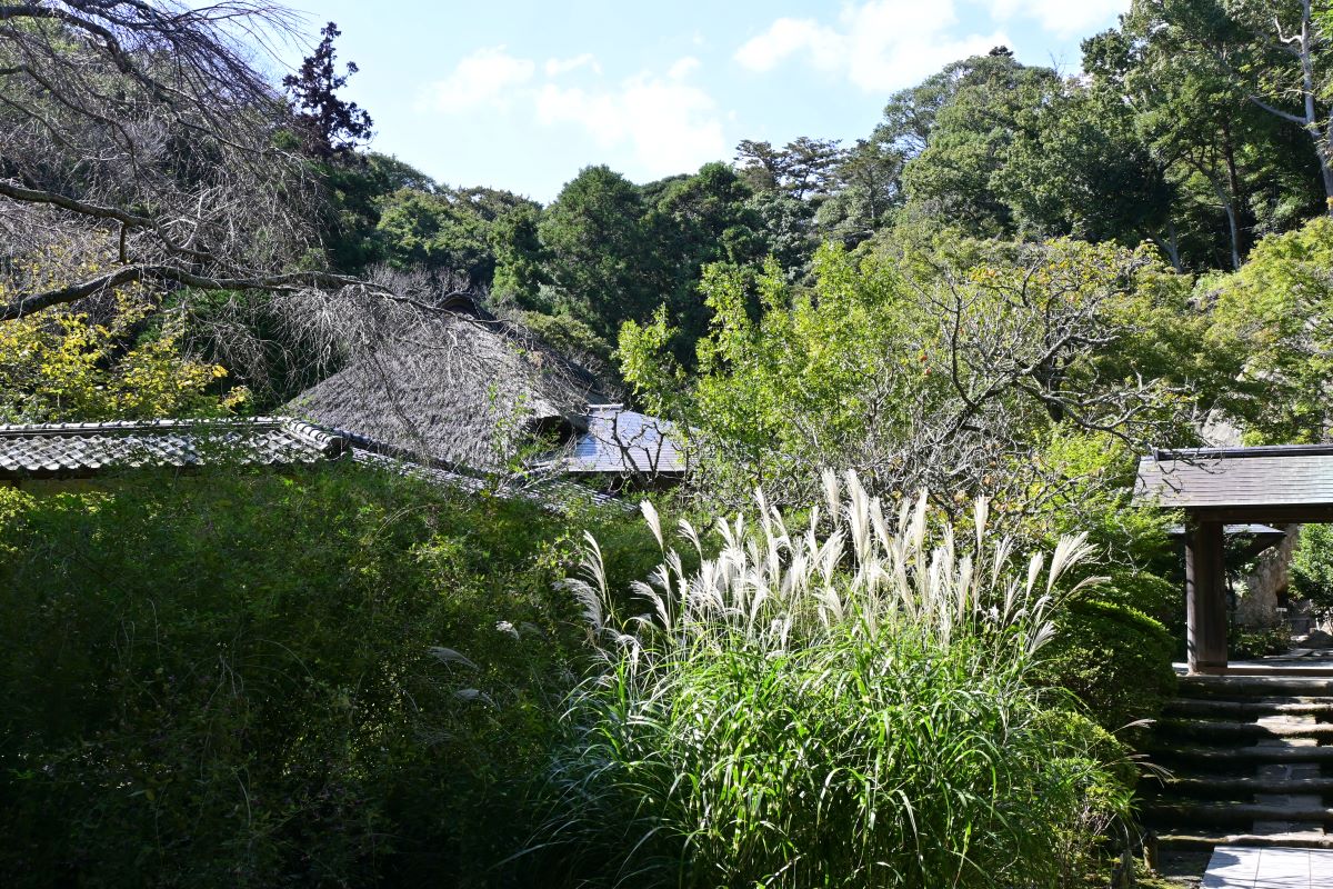 浄智寺：鐘楼門近くの秋の風景（2023年10月）