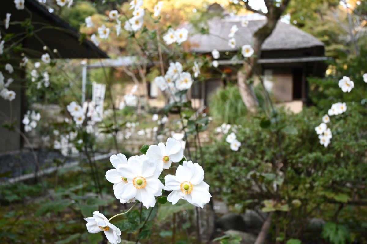 浄智寺：シュウメイギク（2023年11月）