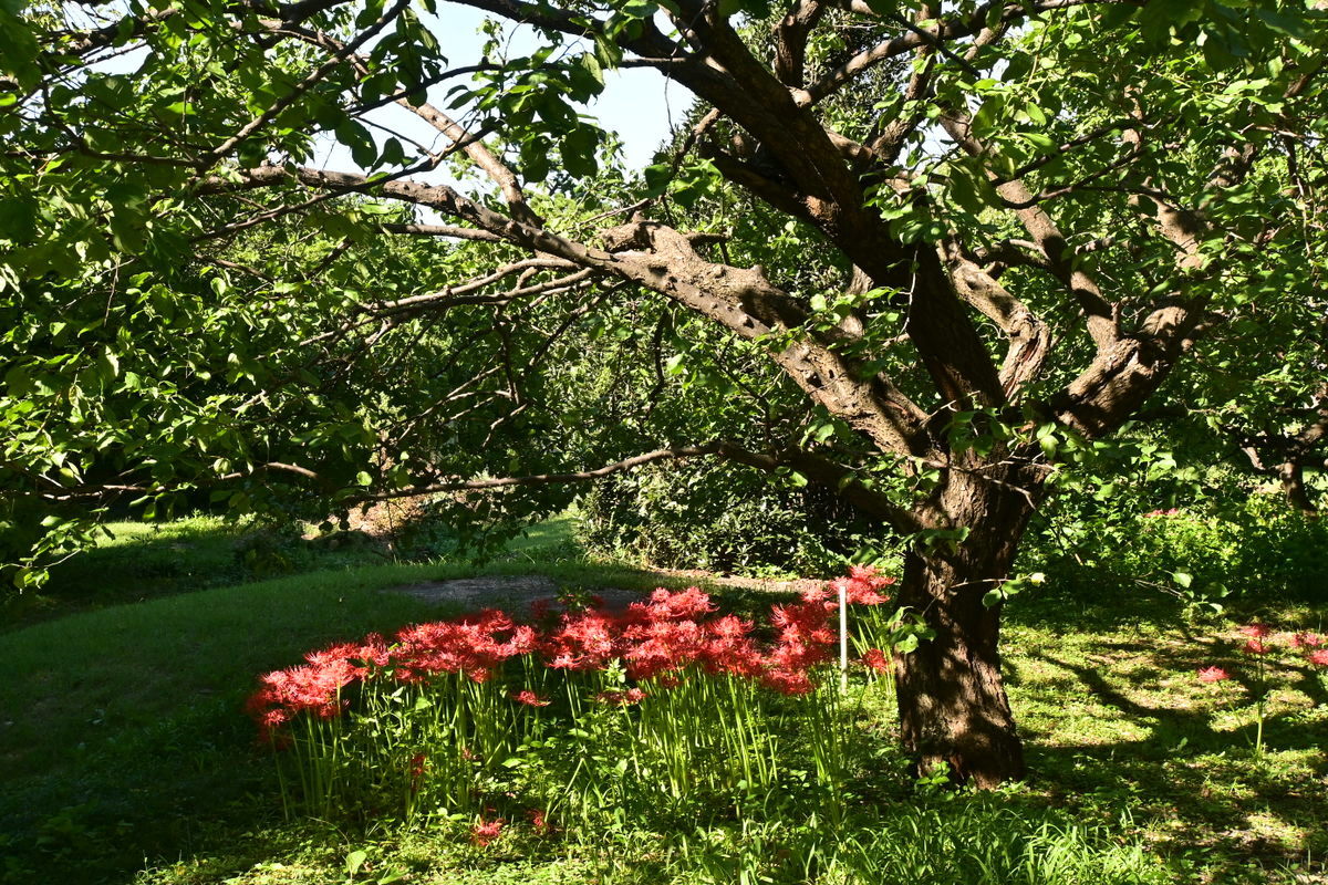 太陽の郷庭園：ウメの木とヒガンバナ