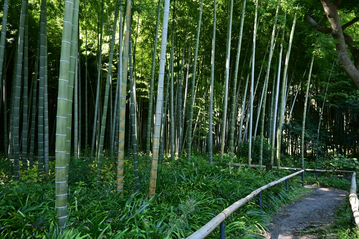 英勝寺：竹林を歩く