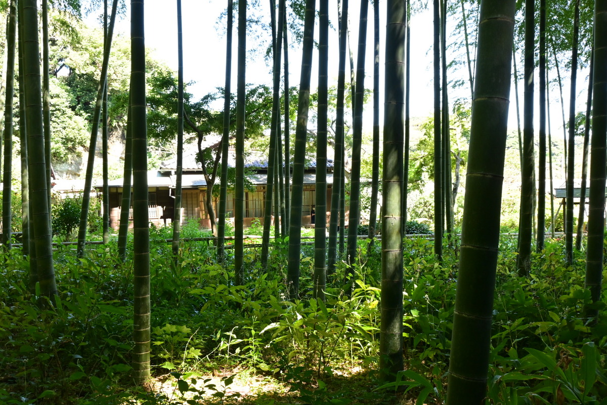 英勝寺：竹林から見る書院