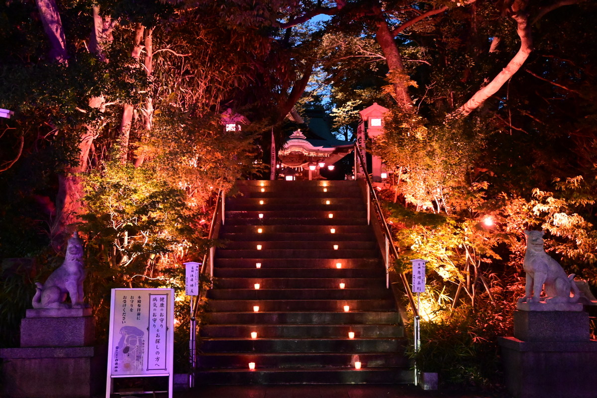 白旗神社：ピンクライトアップ（階段）