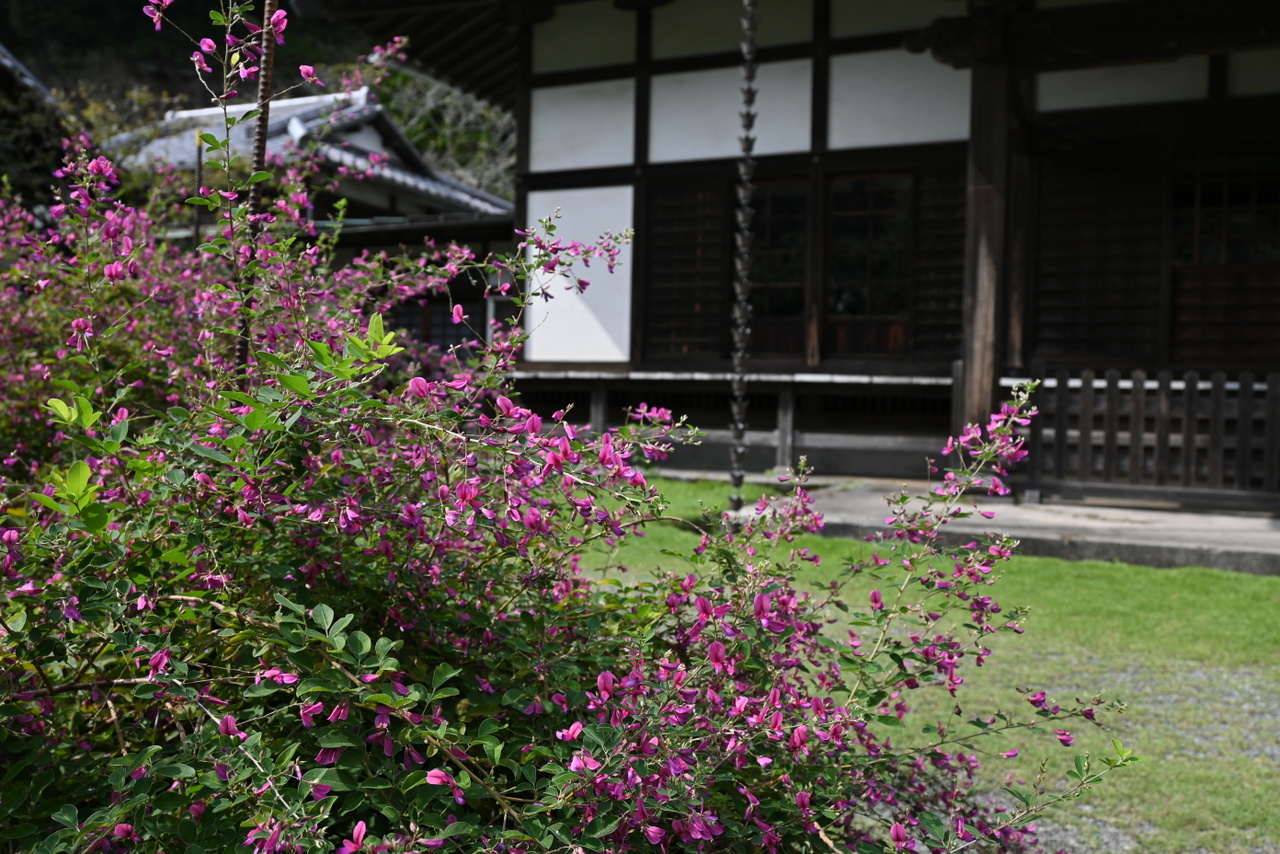 浄光明寺：客殿前に咲くハギ