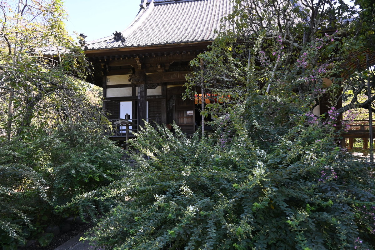 宝戒寺：ハギの向こうに見える本堂