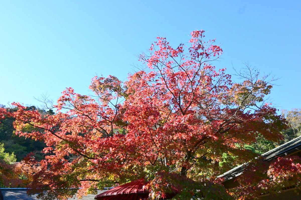 一条恵観山荘：受付付近の紅葉