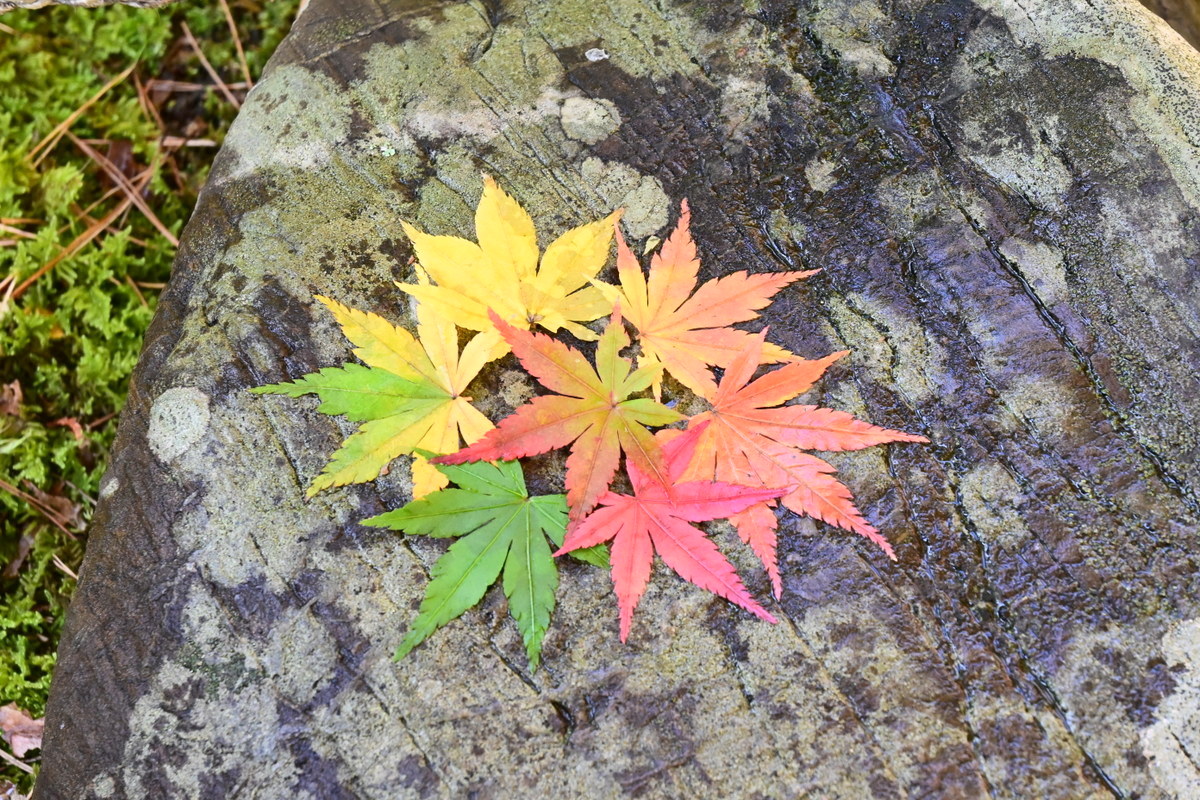 一条恵観山荘：モミジの葉