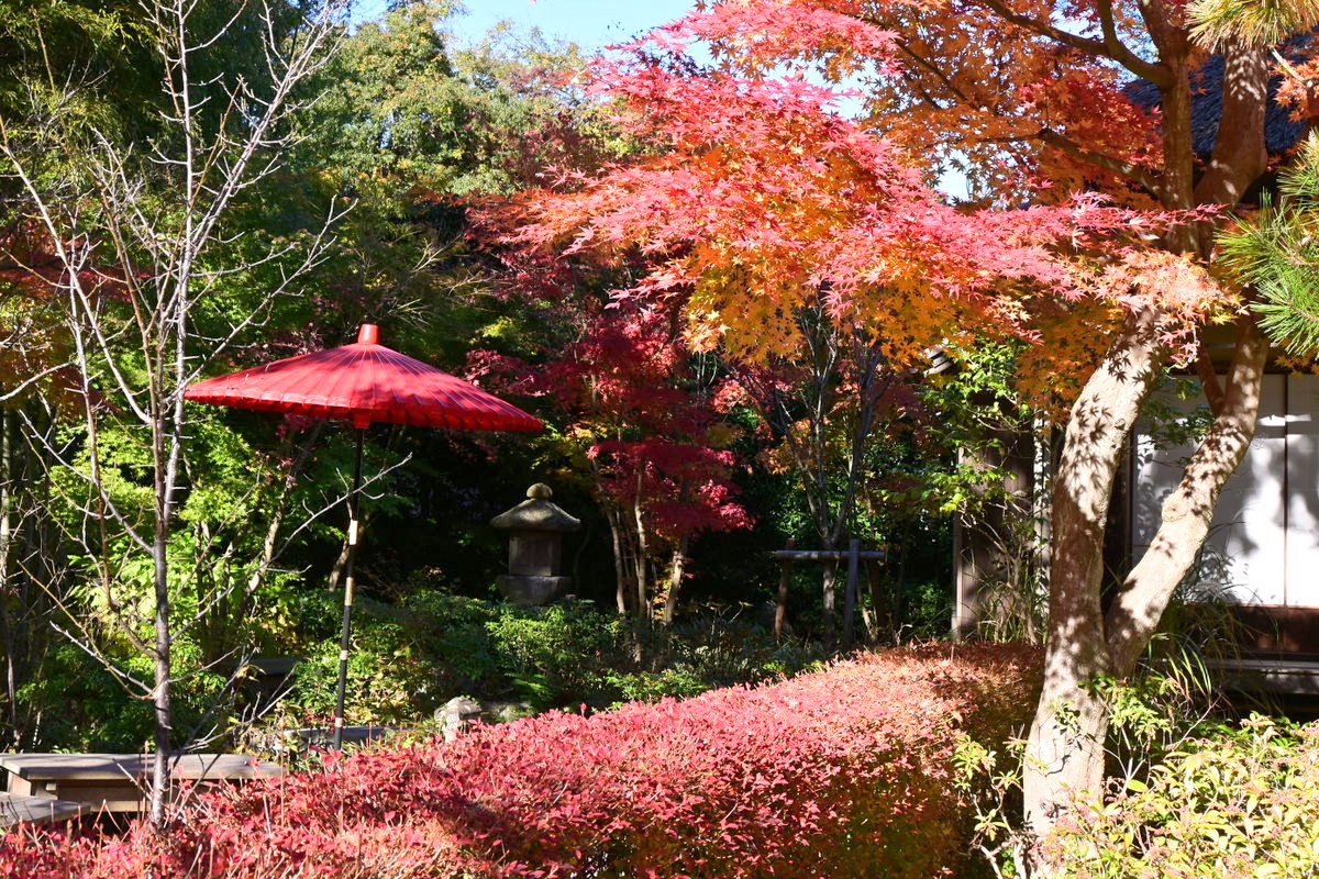 一条恵観山荘：紅葉