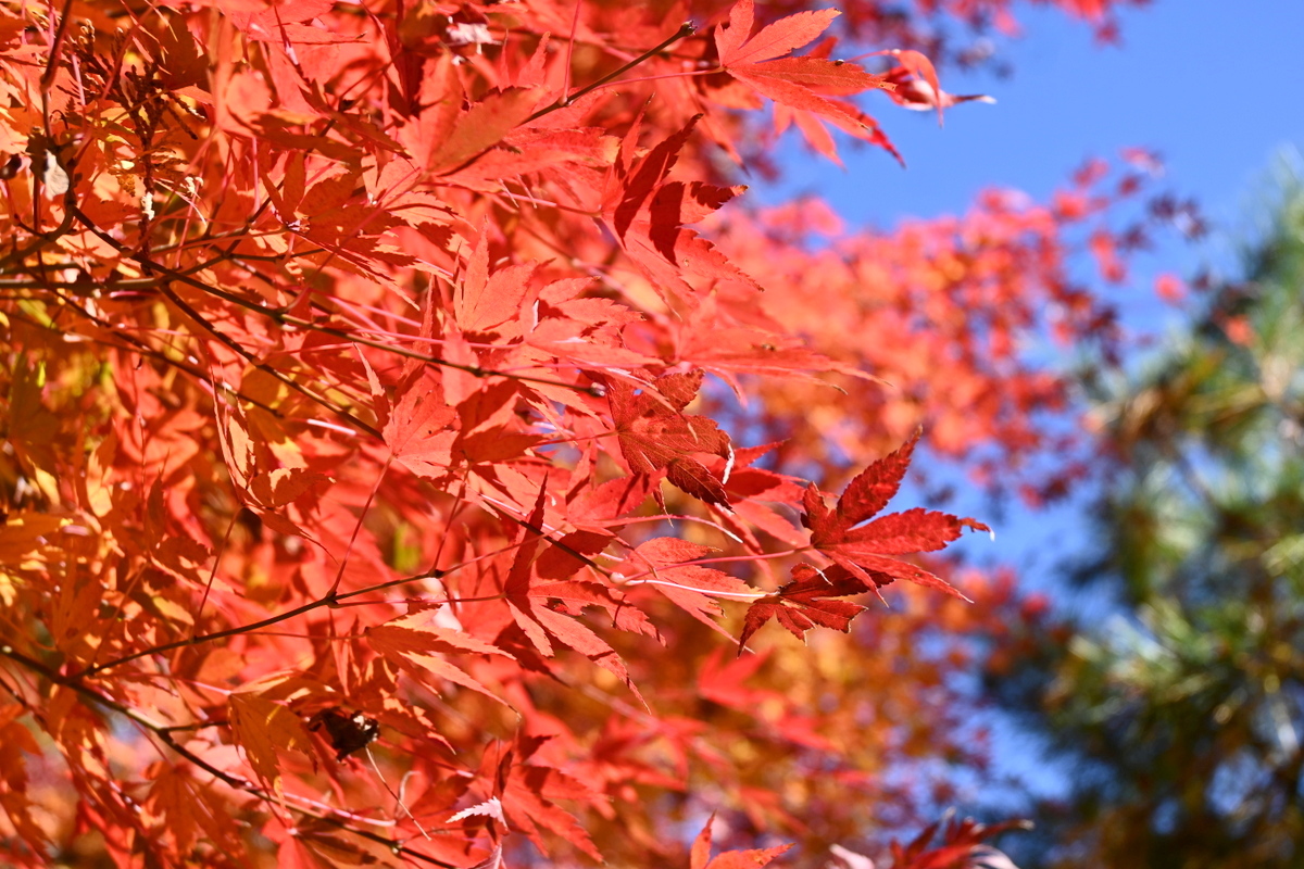 一条恵観山荘：紅葉