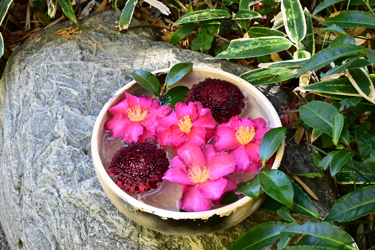 一条恵観山荘：ツバキの花手水