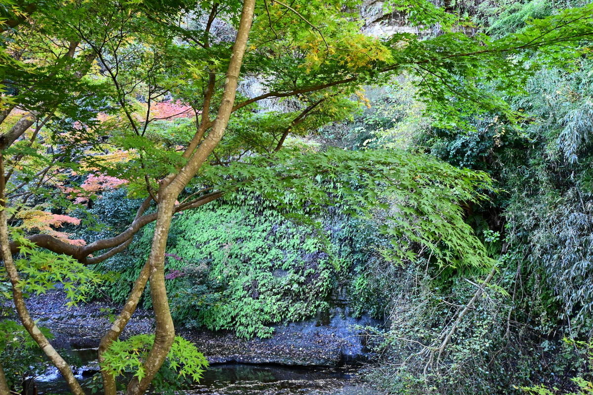 一条恵観山荘：滑川沿いの紅葉はまだ