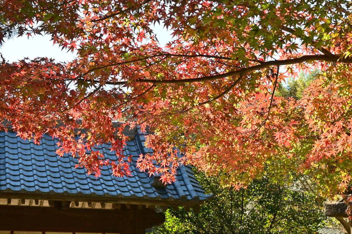 覚園寺：紅葉