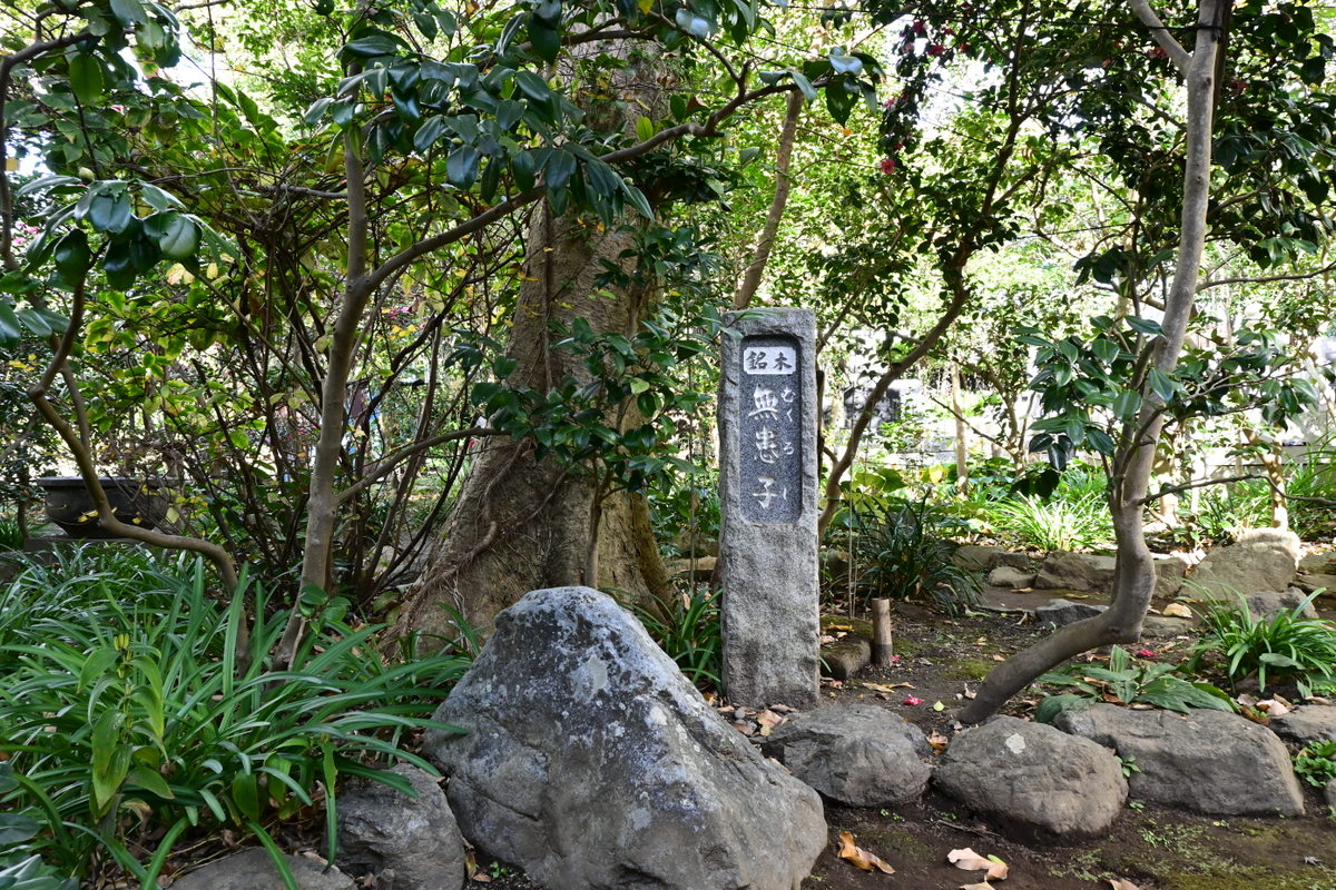 宝戒寺：ムクロジ