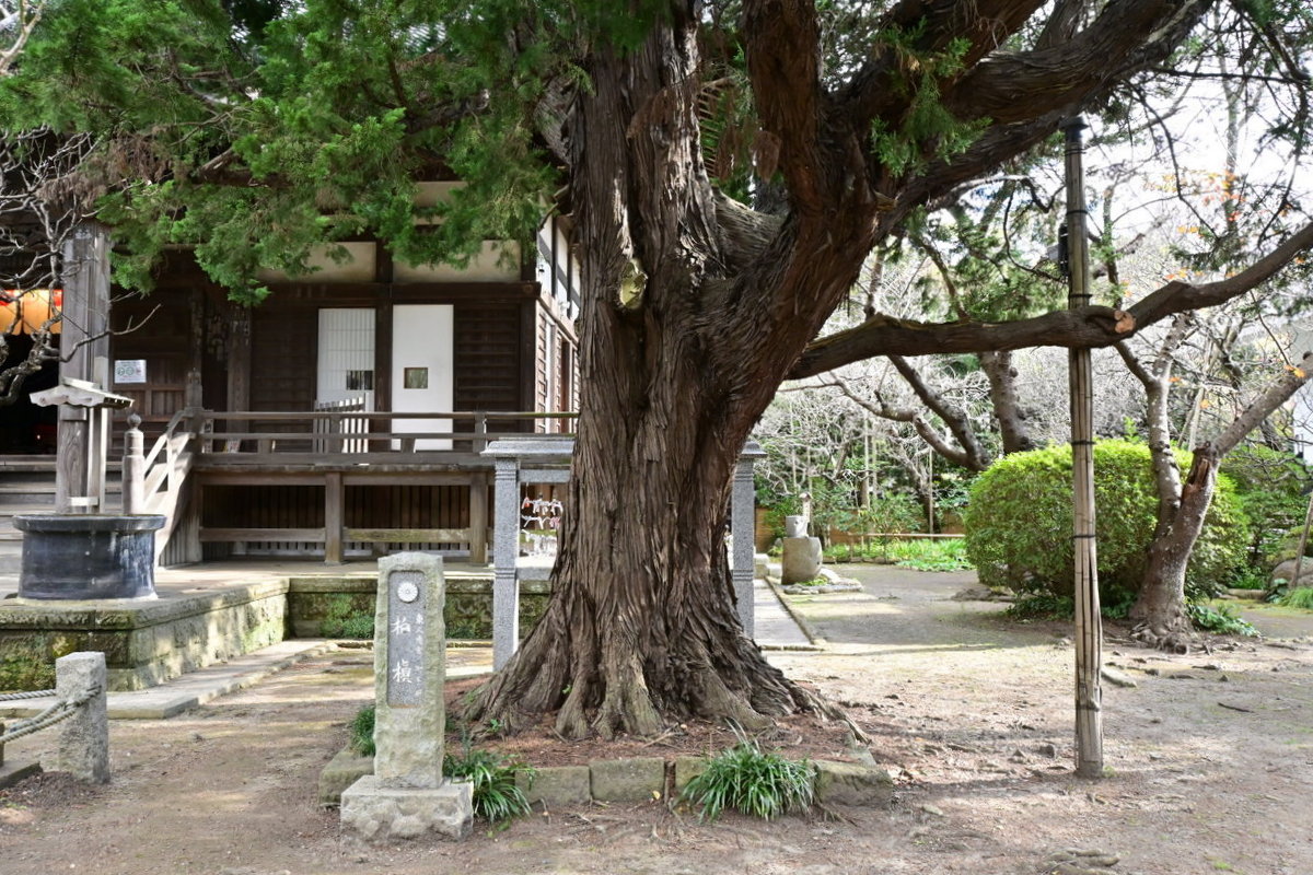 宝戒寺：ビャクシン