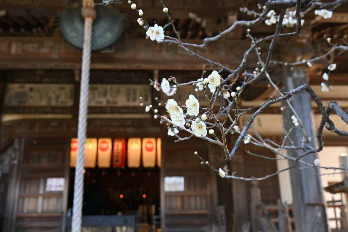 宝戒寺：本堂前のウメ