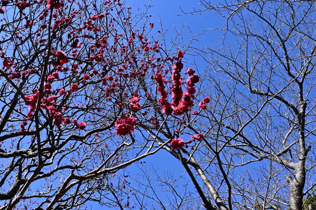 宝戒寺:紅梅(2025年2月撮影)
