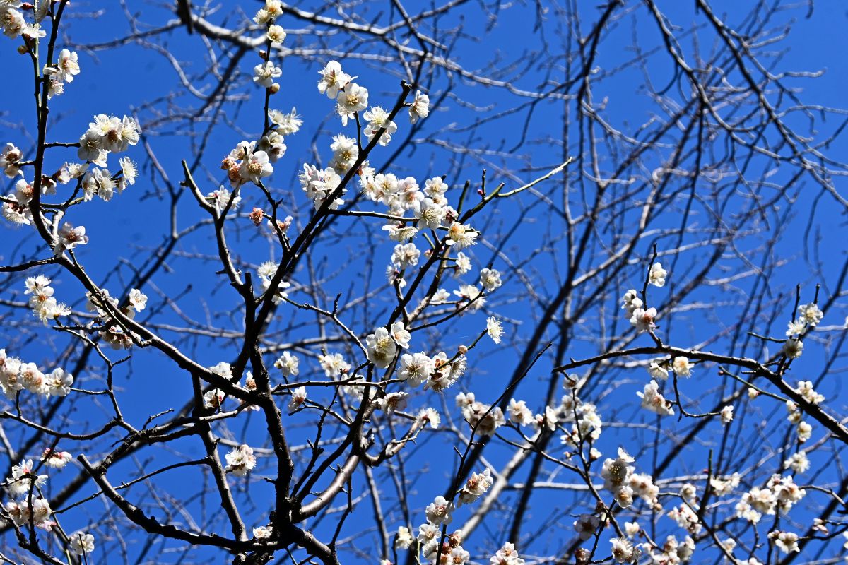 宝戒寺:白梅(2025年2月撮影)