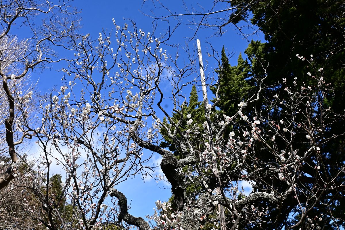 宝戒寺:白梅(2025年2月撮影)