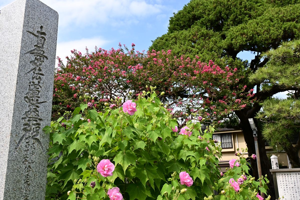フヨウとサルスベリの花（2025年８月）