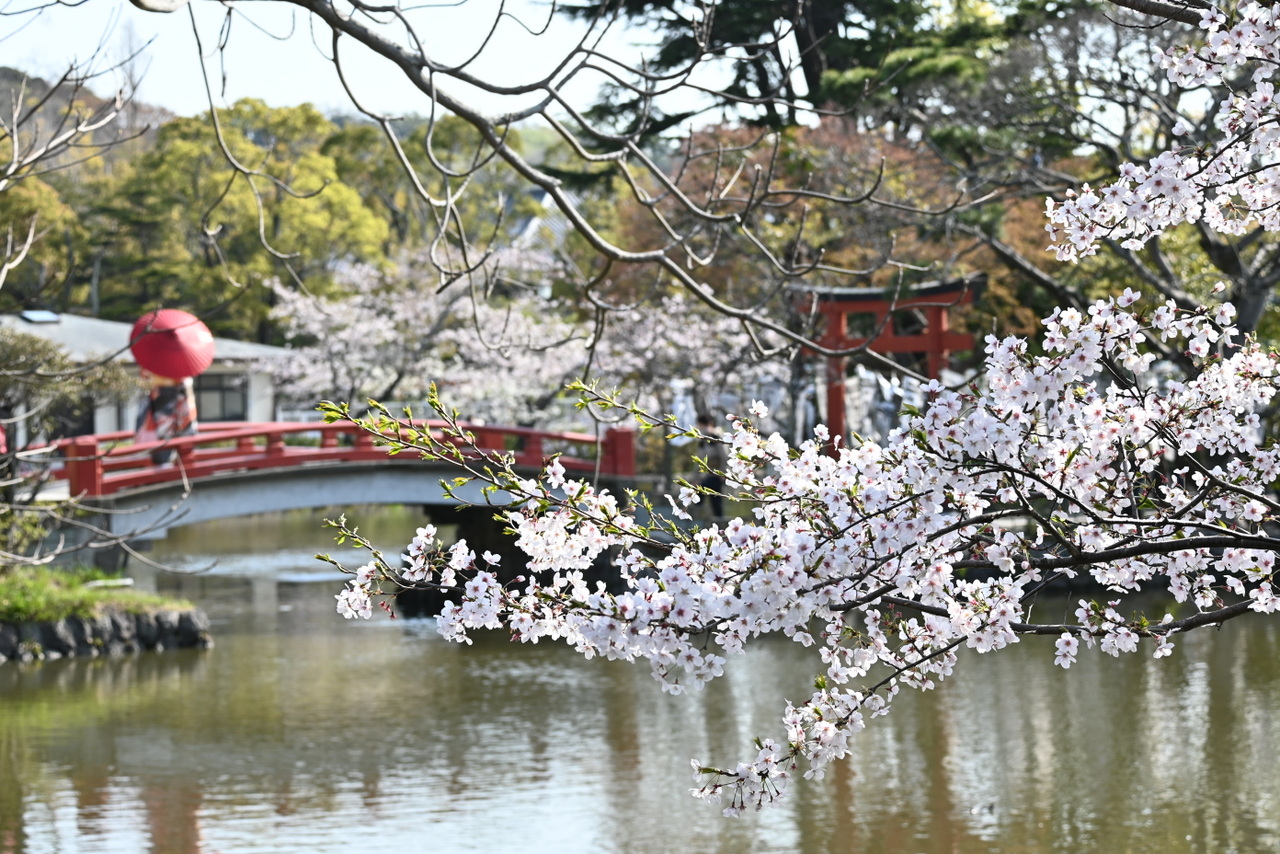 旗上弁財天社：満開のサクラと橋