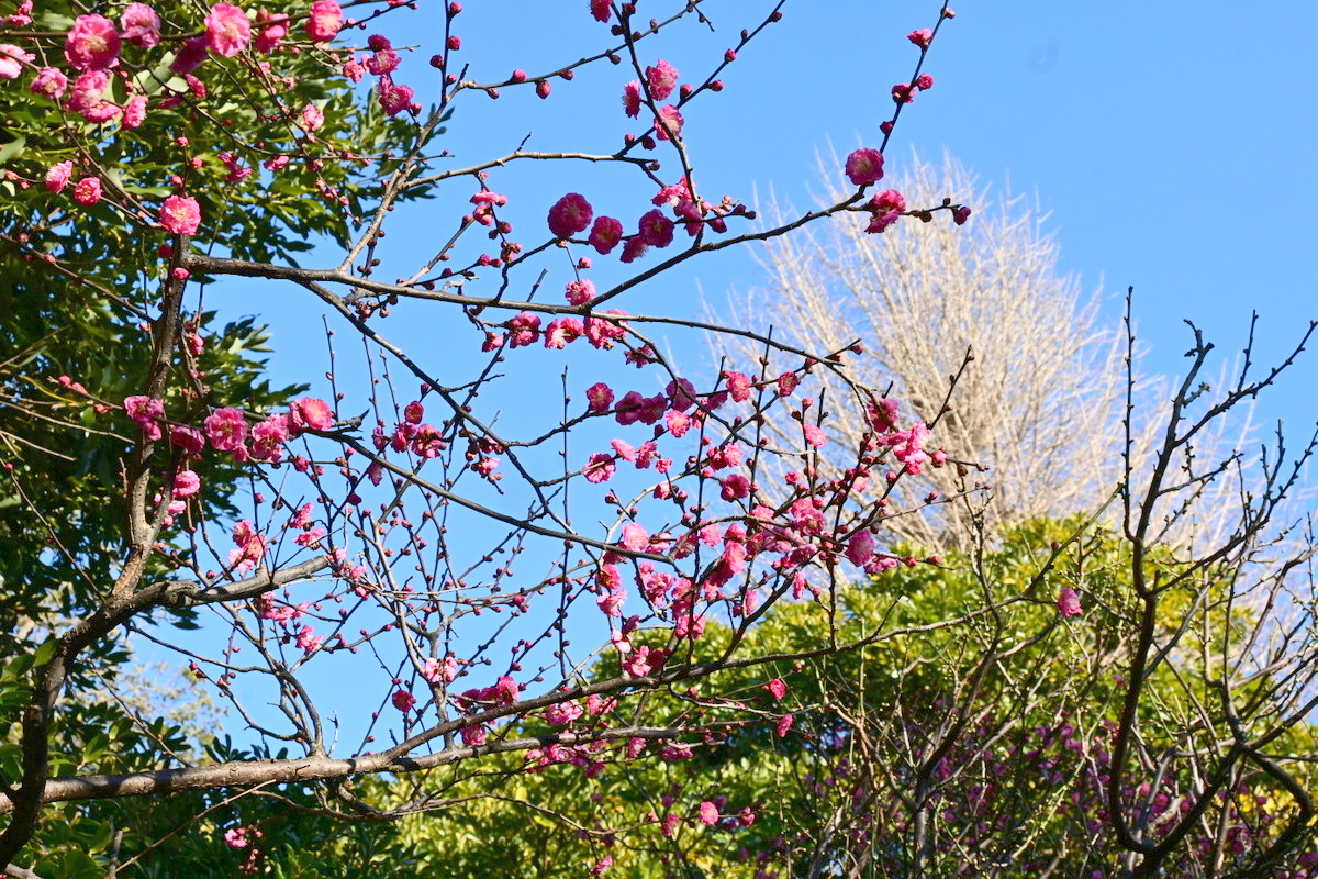 常立寺：紅梅