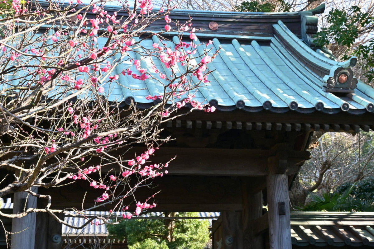 常立寺：山門と紅梅