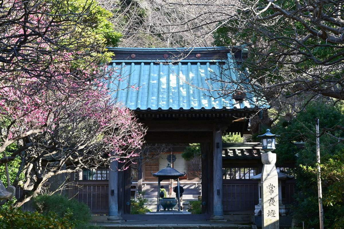 常立寺：山門と紅梅